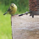 Birds, Blue tit, high gillerthwaite, ennerdale