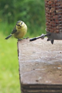 Birds, Blue tit, high gillerthwaite, ennerdale