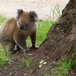 2011, Aire River, Australia, Camp Ground, East, eating leaves, Great Ocean Road, Gum tree, Koala, Nature, Overnight, Stop over, Victoria, West, Wild