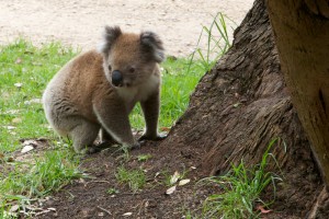 2011, Aire River, Australia, Camp Ground, East, eating leaves, Great Ocean Road, Gum tree, Koala, Nature, Overnight, Stop over, Victoria, West, Wild