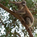 2011, Aire River, Australia, Camp Ground, East, eating leaves, Great Ocean Road, Gum tree, Koala, Nature, Overnight, Stop over, Victoria, West, Wild