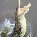 Adelaide River, Australia, Boat, Bush, Crocodiles, Crocs, cruise, Darwin, Flooding, Jumping, Kakadu, Kakadu National Park, Northern Territory, NT, plants, Tourism, Traditions, Travel, Trip, wildlife