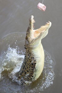 Adelaide River, Australia, Boat, Bush, Crocodiles, Crocs, cruise, Darwin, Flooding, Jumping, Kakadu, Kakadu National Park, Northern Territory, NT, plants, Tourism, Traditions, Travel, Trip, wildlife