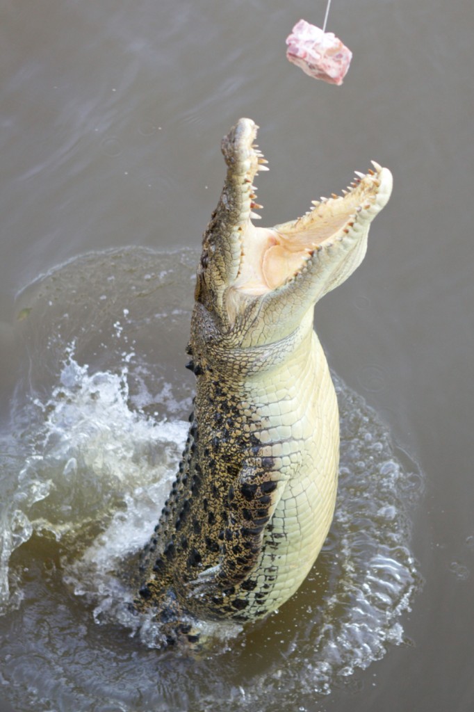 Adelaide River, Australia, Boat, Bush, Crocodiles, Crocs, cruise, Darwin, Flooding, Jumping, Kakadu, Kakadu National Park, Northern Territory, NT, plants, Tourism, Traditions, Travel, Trip, wildlife