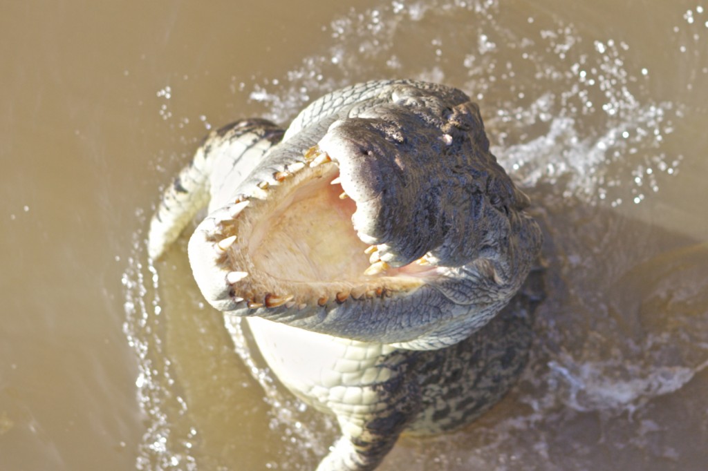 Adelaide River, Australia, Boat, Bush, Crocodiles, Crocs, cruise, Darwin, Flooding, Jumping, Kakadu, Kakadu National Park, Northern Territory, NT, plants, Tourism, Traditions, Travel, Trip, wildlife