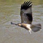 Adelaide River, Australia, Boat, Bush, Crocodiles, Crocs, cruise, Darwin, Flooding, Jumping, Kakadu, Kakadu National Park, Northern Territory, NT, plants, Tourism, Traditions, Travel, Trip, wildlife