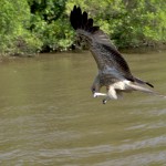 Adelaide River, Australia, Boat, Bush, Crocodiles, Crocs, cruise, Darwin, Flooding, Jumping, Kakadu, Kakadu National Park, Northern Territory, NT, plants, Tourism, Traditions, Travel, Trip, wildlife