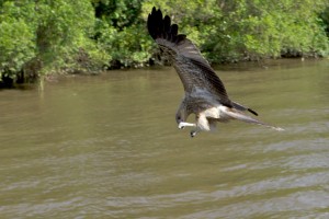 Adelaide River, Australia, Boat, Bush, Crocodiles, Crocs, cruise, Darwin, Flooding, Jumping, Kakadu, Kakadu National Park, Northern Territory, NT, plants, Tourism, Traditions, Travel, Trip, wildlife