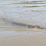 Adelaide River, Australia, Boat, Bush, Crocodiles, Crocs, cruise, Darwin, Flooding, Jumping, Kakadu, Kakadu National Park, Northern Territory, NT, plants, Tourism, Traditions, Travel, Trip, wildlife