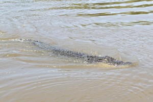 Adelaide River, Australia, Boat, Bush, Crocodiles, Crocs, cruise, Darwin, Flooding, Jumping, Kakadu, Kakadu National Park, Northern Territory, NT, plants, Tourism, Traditions, Travel, Trip, wildlife