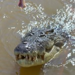 Adelaide River, Australia, Boat, Bush, Crocodiles, Crocs, cruise, Darwin, Flooding, Jumping, Kakadu, Kakadu National Park, Northern Territory, NT, plants, Tourism, Traditions, Travel, Trip, wildlife