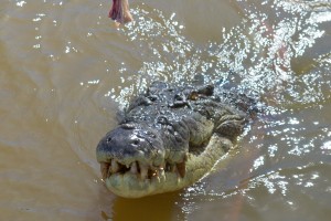 Adelaide River, Australia, Boat, Bush, Crocodiles, Crocs, cruise, Darwin, Flooding, Jumping, Kakadu, Kakadu National Park, Northern Territory, NT, plants, Tourism, Traditions, Travel, Trip, wildlife
