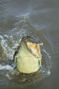 Adelaide River, Australia, Boat, Bush, Crocodiles, Crocs, cruise, Darwin, Flooding, Jumping, Kakadu, Kakadu National Park, Northern Territory, NT, plants, Tourism, Traditions, Travel, Trip, wildlife