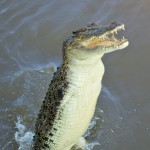 Adelaide River, Australia, Boat, Bush, Crocodiles, Crocs, cruise, Darwin, Flooding, Jumping, Kakadu, Kakadu National Park, Northern Territory, NT, plants, Tourism, Traditions, Travel, Trip, wildlife