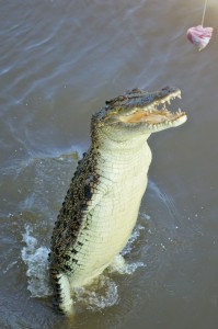 Adelaide River, Australia, Boat, Bush, Crocodiles, Crocs, cruise, Darwin, Flooding, Jumping, Kakadu, Kakadu National Park, Northern Territory, NT, plants, Tourism, Traditions, Travel, Trip, wildlife