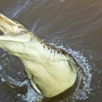 Adelaide River, Australia, Boat, Bush, Crocodiles, Crocs, cruise, Darwin, Flooding, Jumping, Kakadu, Kakadu National Park, Northern Territory, NT, plants, Tourism, Traditions, Travel, Trip, wildlife