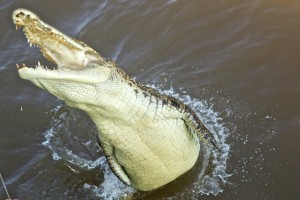 Adelaide River, Australia, Boat, Bush, Crocodiles, Crocs, cruise, Darwin, Flooding, Jumping, Kakadu, Kakadu National Park, Northern Territory, NT, plants, Tourism, Traditions, Travel, Trip, wildlife