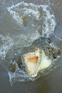 Adelaide River, Australia, Boat, Bush, Crocodiles, Crocs, cruise, Darwin, Flooding, Jumping, Kakadu, Kakadu National Park, Northern Territory, NT, plants, Tourism, Traditions, Travel, Trip, wildlife