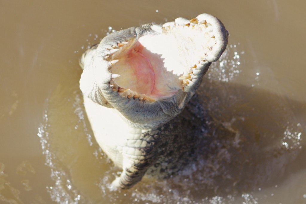 Adelaide River, Australia, Boat, Bush, Crocodiles, Crocs, cruise, Darwin, Flooding, Jumping, Kakadu, Kakadu National Park, Northern Territory, NT, plants, Tourism, Traditions, Travel, Trip, wildlife