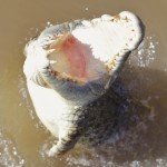 Adelaide River, Australia, Boat, Bush, Crocodiles, Crocs, cruise, Darwin, Flooding, Jumping, Kakadu, Kakadu National Park, Northern Territory, NT, plants, Tourism, Traditions, Travel, Trip, wildlife