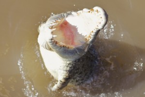 Adelaide River, Australia, Boat, Bush, Crocodiles, Crocs, cruise, Darwin, Flooding, Jumping, Kakadu, Kakadu National Park, Northern Territory, NT, plants, Tourism, Traditions, Travel, Trip, wildlife