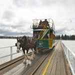 2011, Australia, Clydesdale-drawn, Encounter Bay, Fleur Peninsula, Fleurieu Way, Horse, Island, Mainland, Penguins, SA, SA Whale Centre, Scenery, South Australia, tour, tram, travel, Victor Harbor, view, Whales