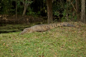 Freshwater Crocodile, NT