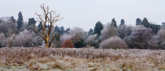 Frosty Morning
